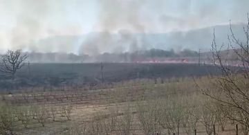 Главной причиной возникновения лесных пожаров в Грузии стала человеческая небрежность, сообщает Минсельхоз