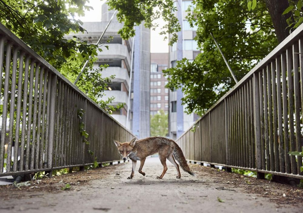 Победители конкурса British Wildlife Photography Awards 2025