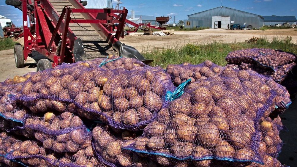 Россия в 3,5 раза увеличила импорт картофеля за год