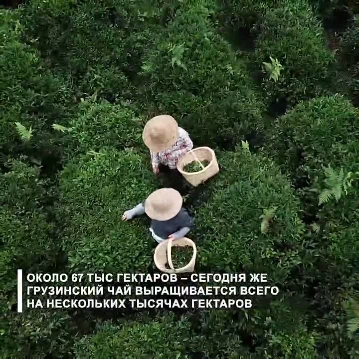 Чаеводство стало активно развиваться в Грузии во времена СССР, тогда чайное производство занимало 4-5 место по качеству во всем мире